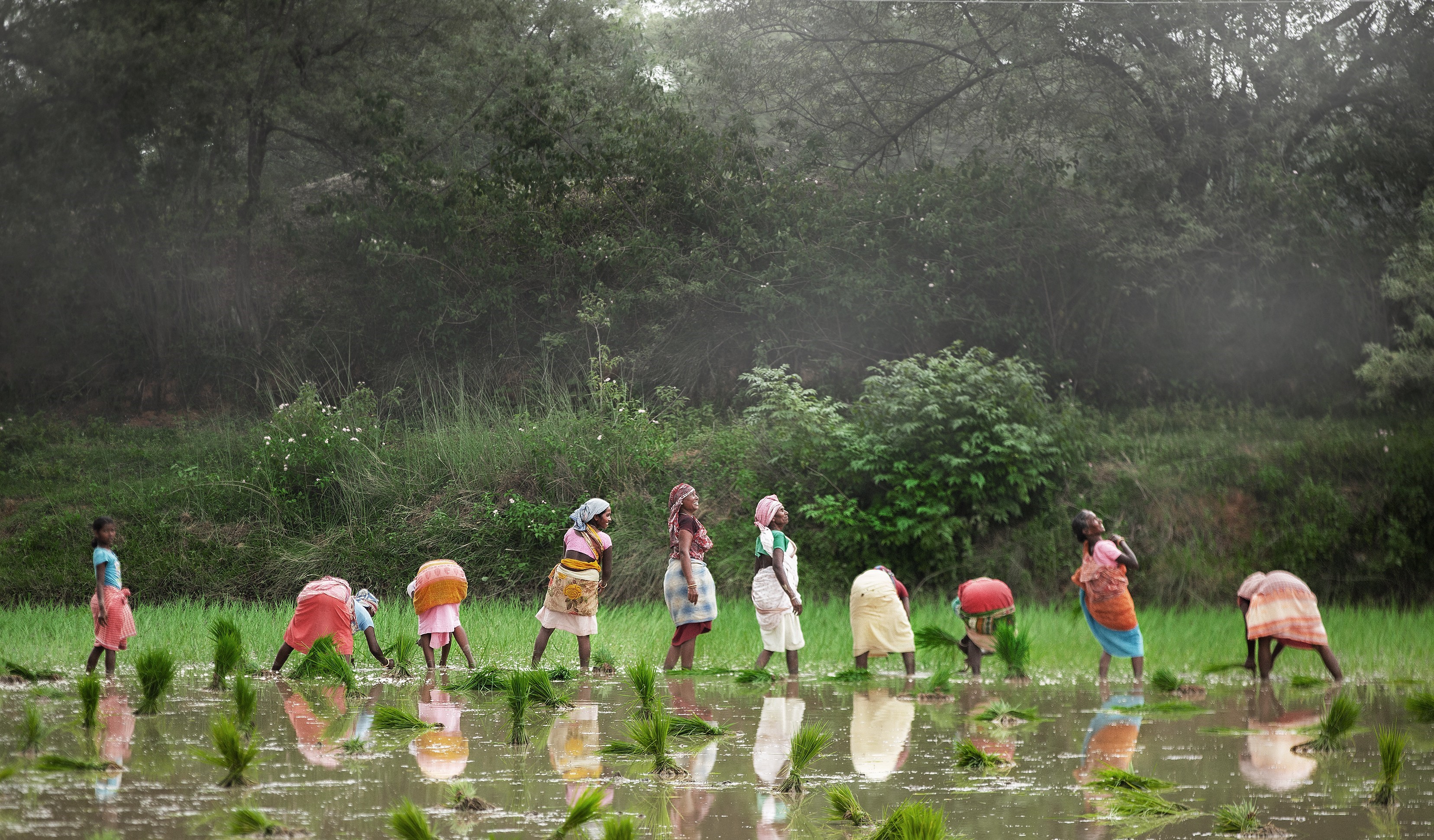 Jharkhand Agriculture Field 1